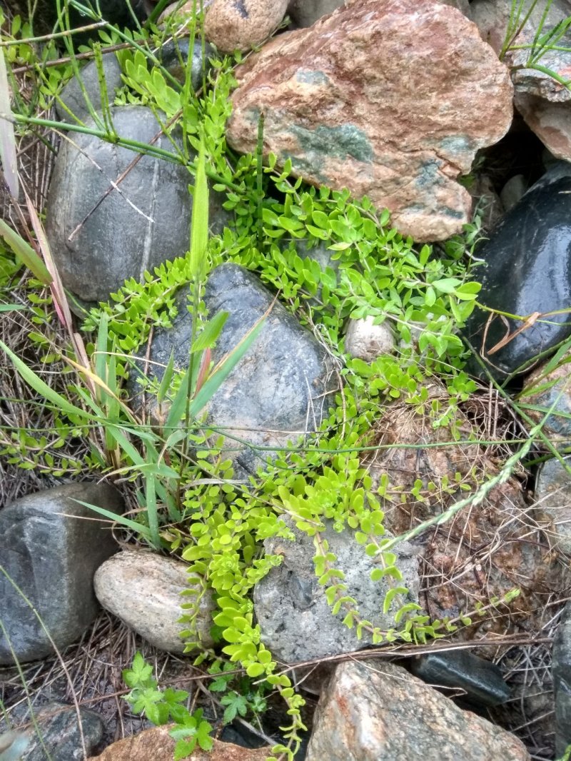 垂盆草野生30棵起包邮