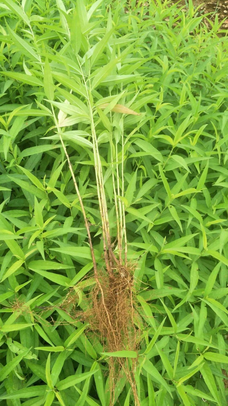 大量供应优质毛桃苗，毛桃芽苗毛桃小苗毛桃奶苗