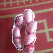颗粒饱满鲜果四粒红花生现摘