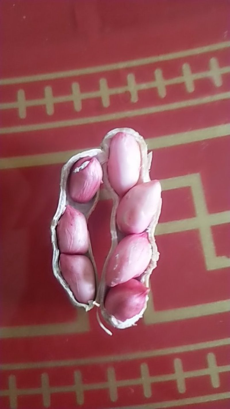 颗粒饱满鲜果四粒红花生现摘