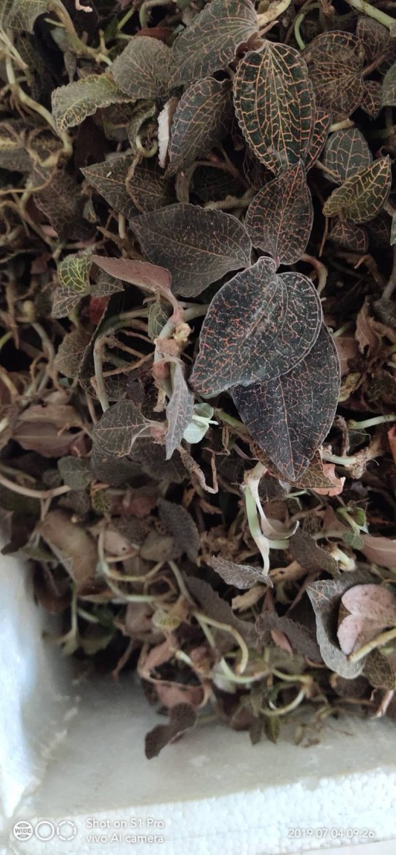 野生金线莲