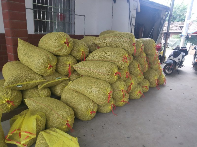 夏季新鲜果红米花生带壳大量上市