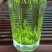 【纯芽绿茶】特级雀舌明前头采2022新茶香醇回甘好