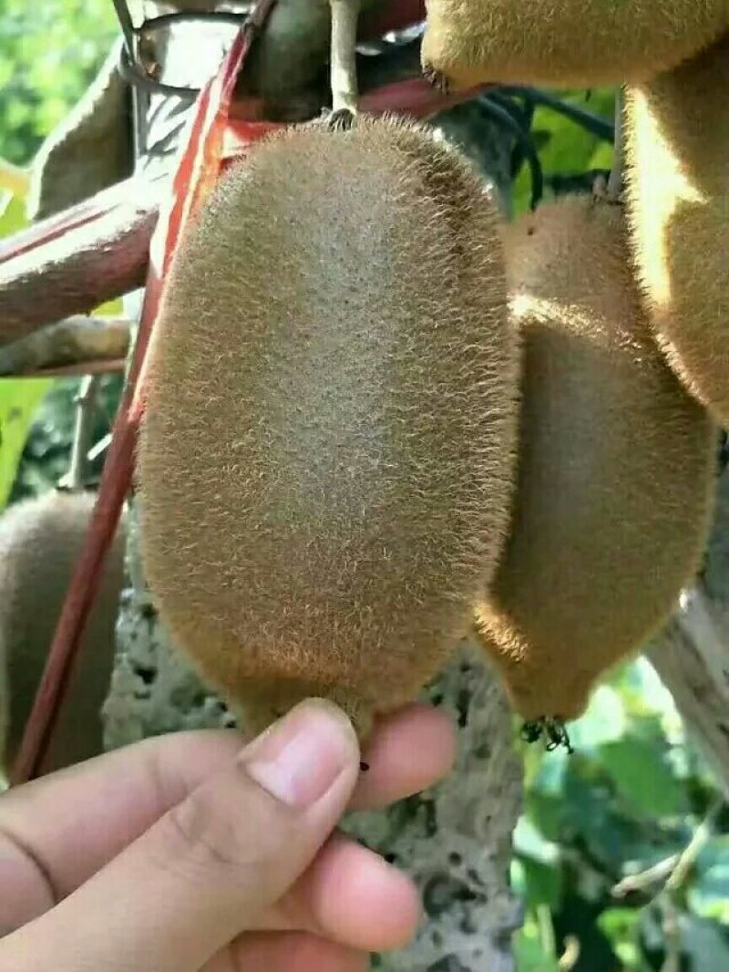 大量供应米良一号猕猴桃，诚信代办，万亩基地
