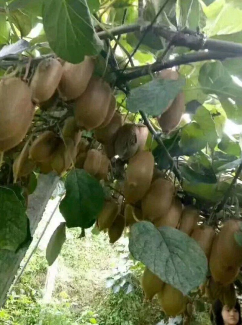 大量供应米良一号猕猴桃，诚信代办，万亩基地