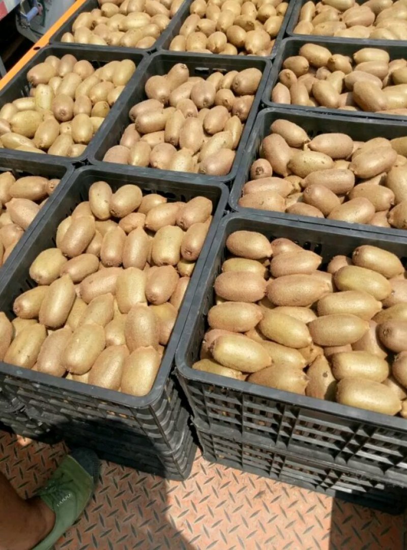 大量供应米良一号猕猴桃，诚信代办，万亩基地