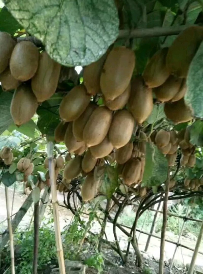大量供应米良一号猕猴桃，诚信代办，万亩基地