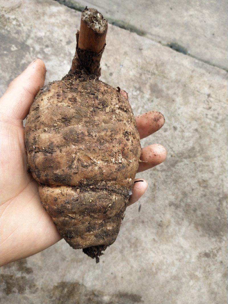 纯野生天麻干货，要的联系，