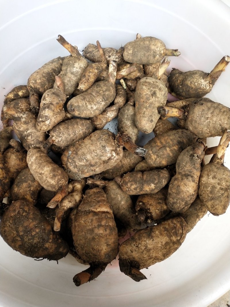 纯野生天麻干货，要的联系，