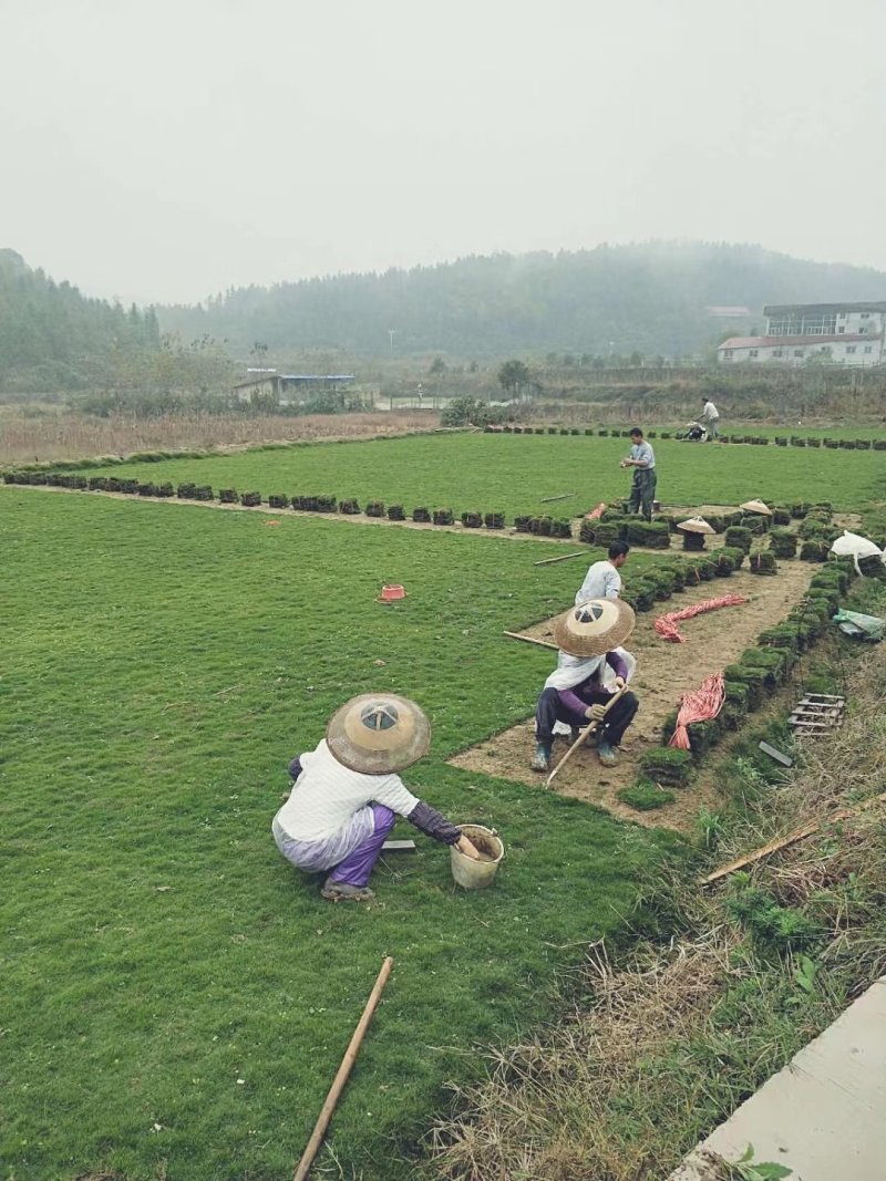 优质马尼拉草皮大量低价出售