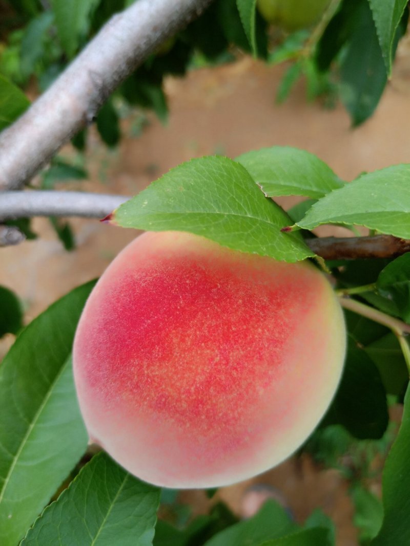 水果