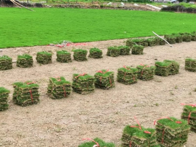 优质马尼拉草坪大量低价出售