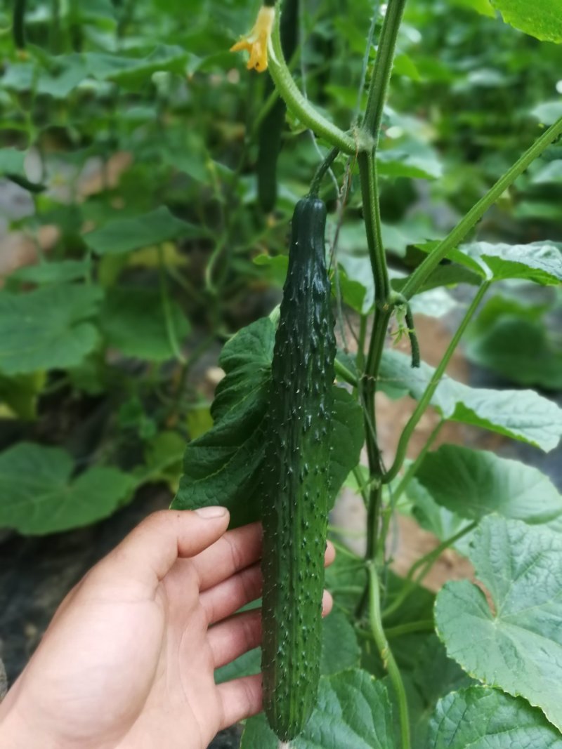 黄瓜苗強雌油量产量高抗病强