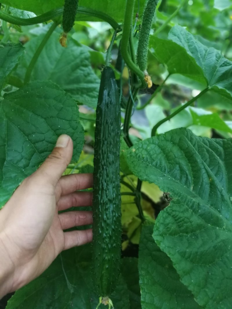 黄瓜苗強雌油量产量高抗病强