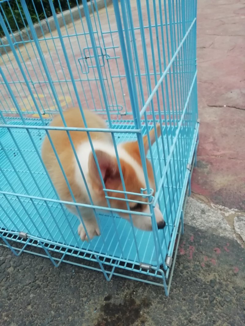 柯基