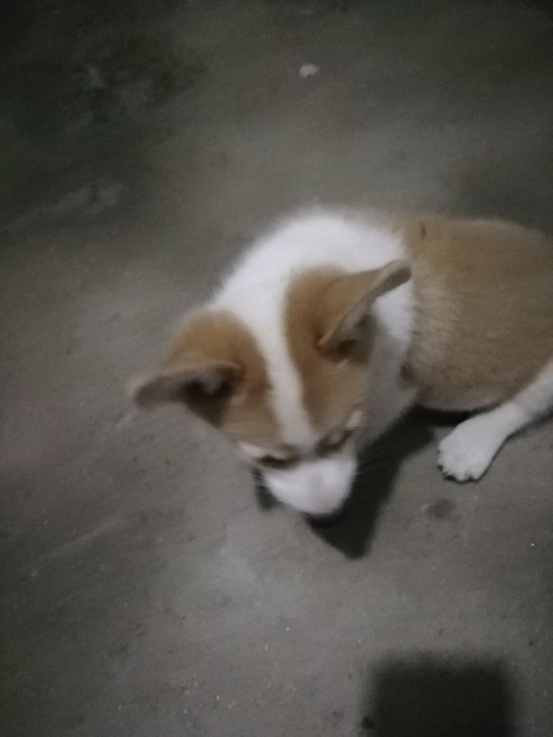 柯基