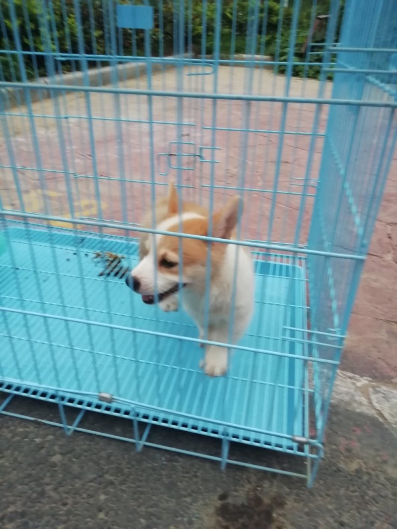 柯基
