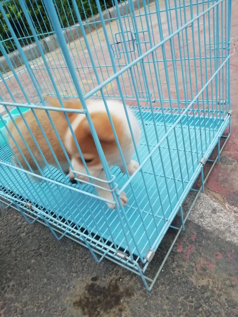 柯基