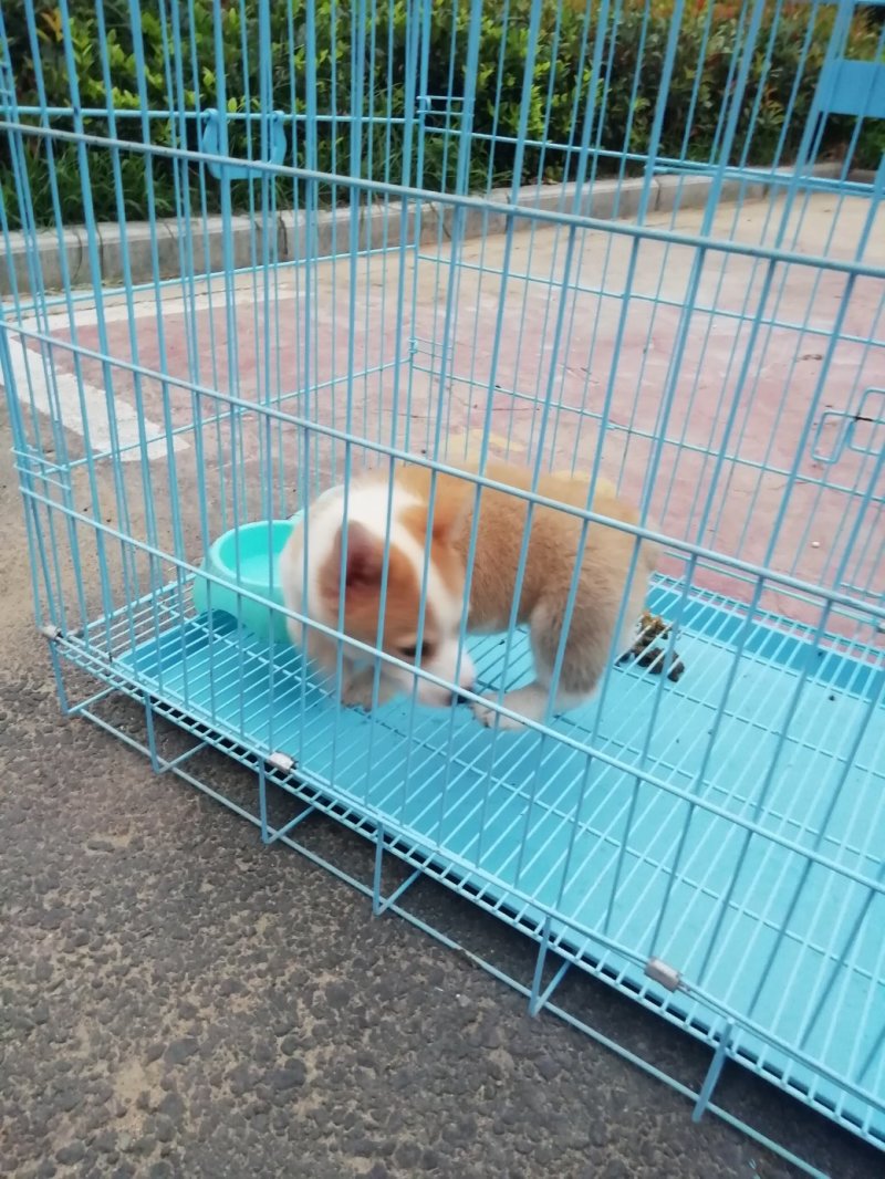 柯基