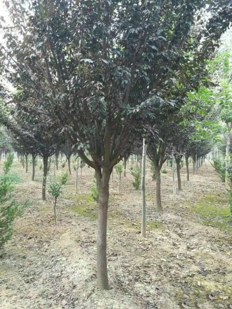 常年批发供应红叶李小苗价格优惠，找沭阳县颜集镇泓翊苗木