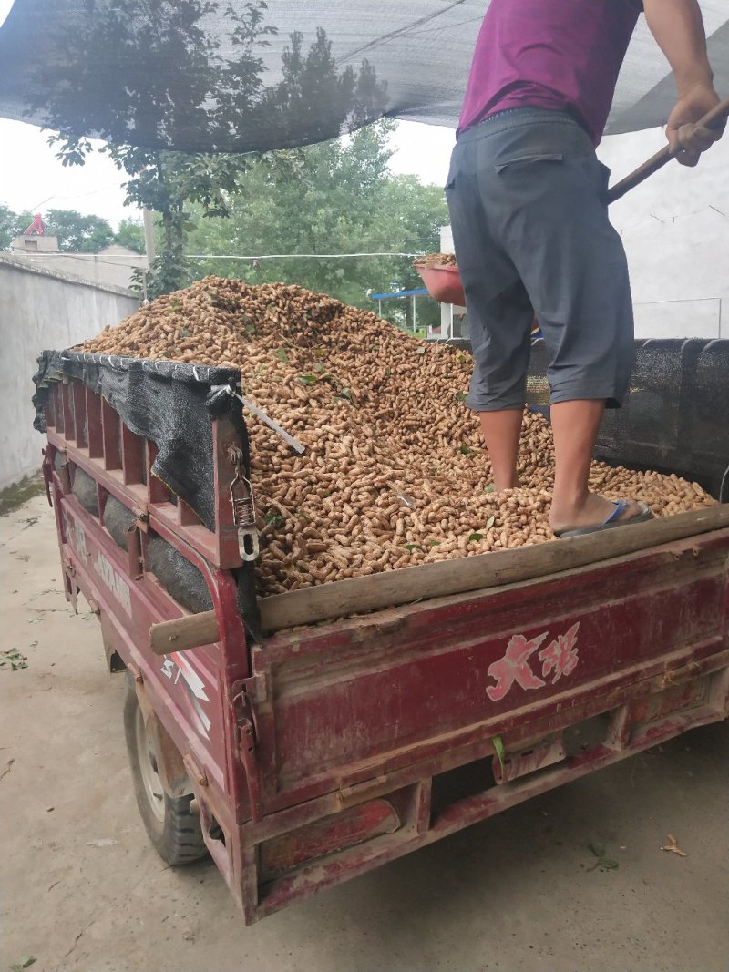 湖北鲜花生四粒红鲜花生小白沙红米鲜花生产地直销