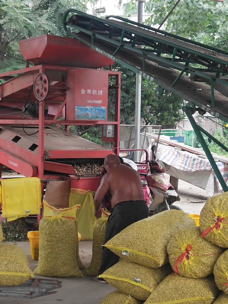 湖北鲜花生四粒红鲜花生小白沙红米鲜花生产地直销