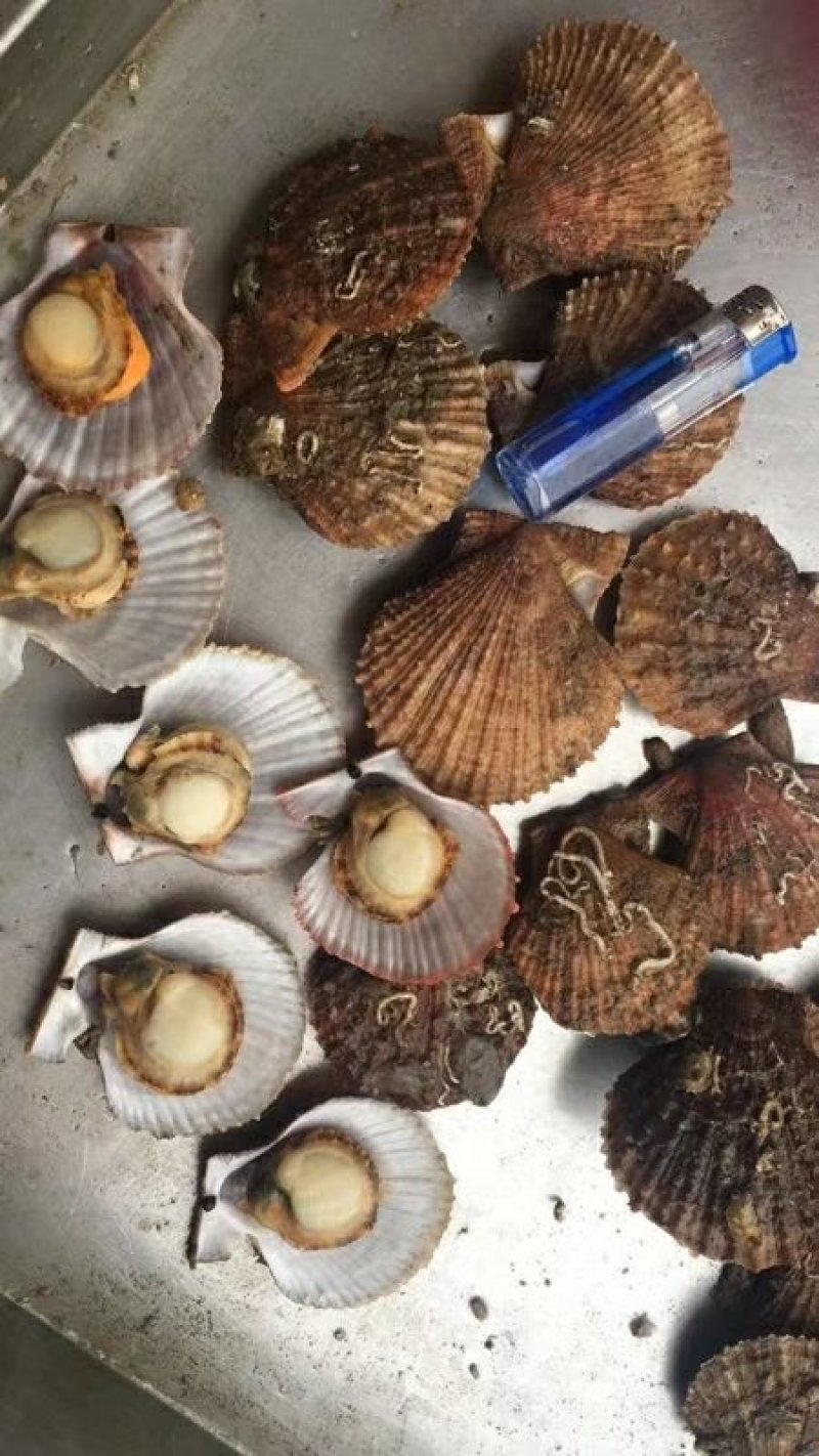 威海红扇贝