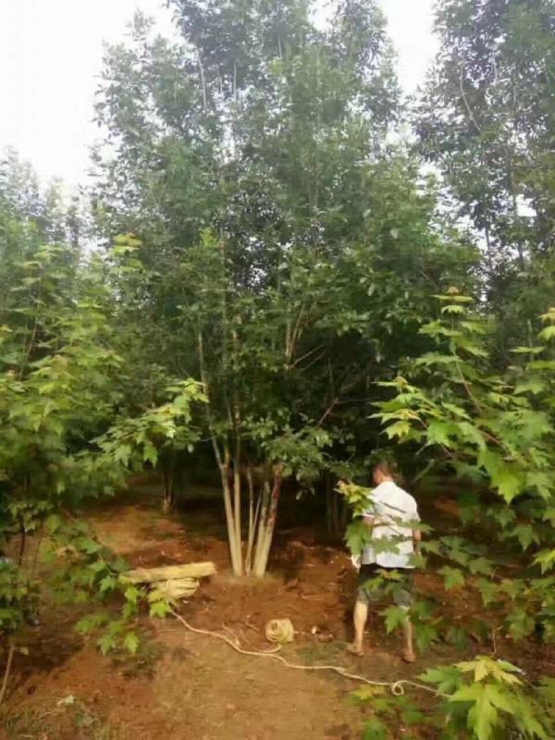 沭阳白蜡树基地大量销售中，具体价格请来电咨询