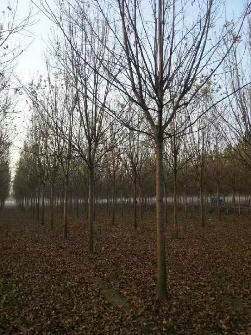 沭阳白蜡树基地大量销售中，具体价格请来电咨询