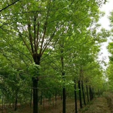 沭阳白蜡树基地大量销售中，具体价格请来电咨询
