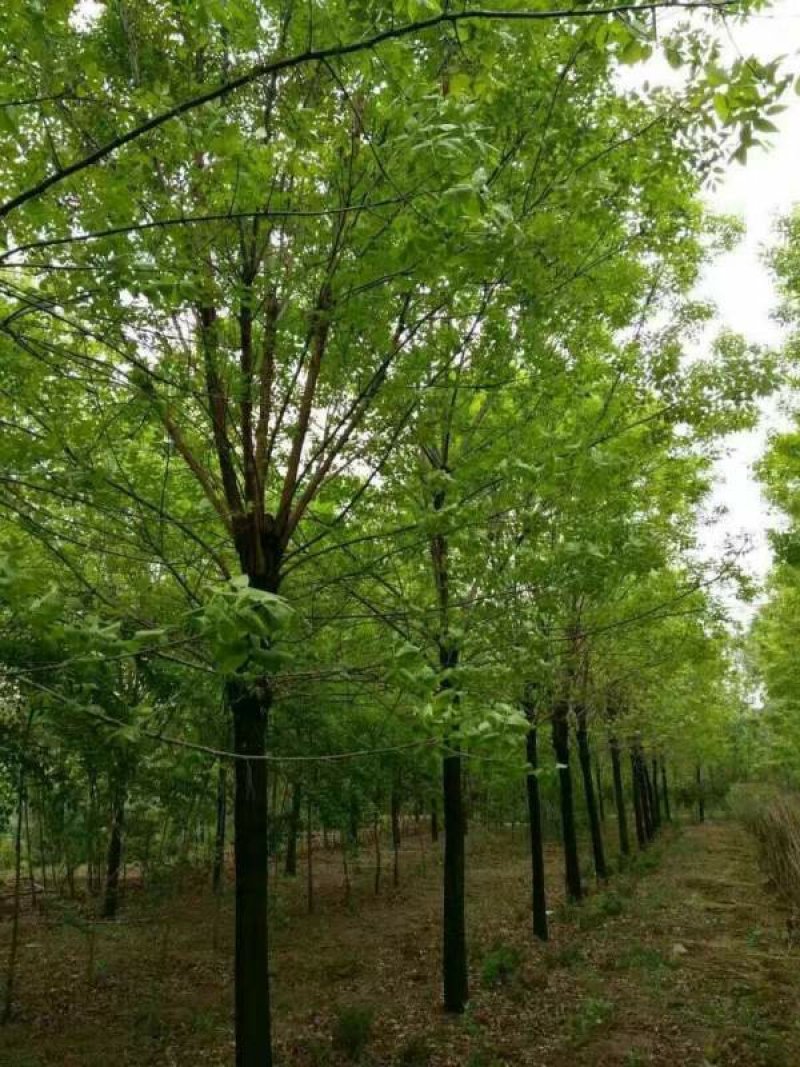 沭阳白蜡树基地大量销售中，具体价格请来电咨询