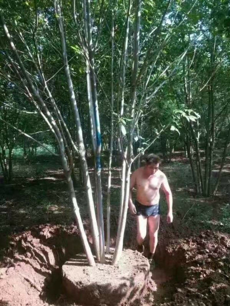 沭阳白蜡树基地大量销售中，具体价格请来电咨询