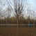沭阳白蜡树基地大量销售中，具体价格请来电咨询