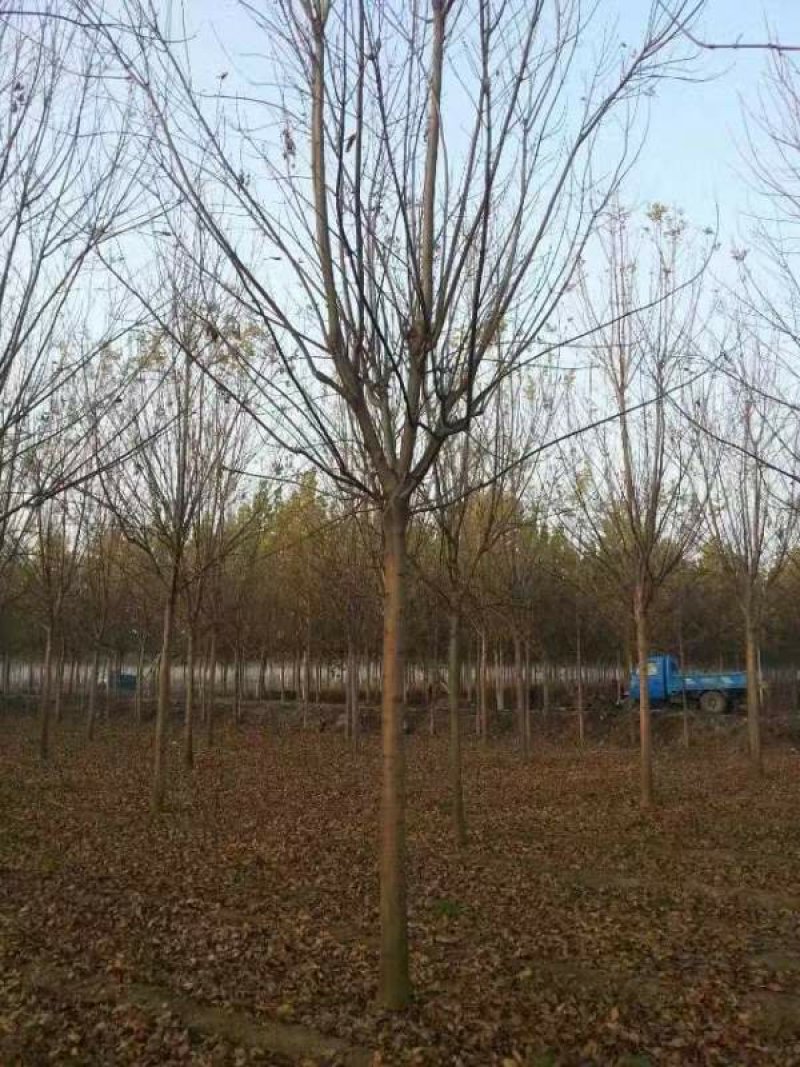 沭阳白蜡树基地大量销售中，具体价格请来电咨询