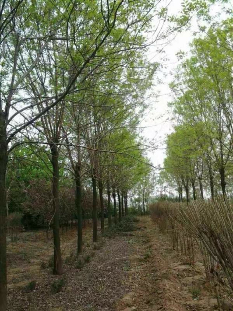 沭阳白蜡树基地大量销售中，具体价格请来电咨询