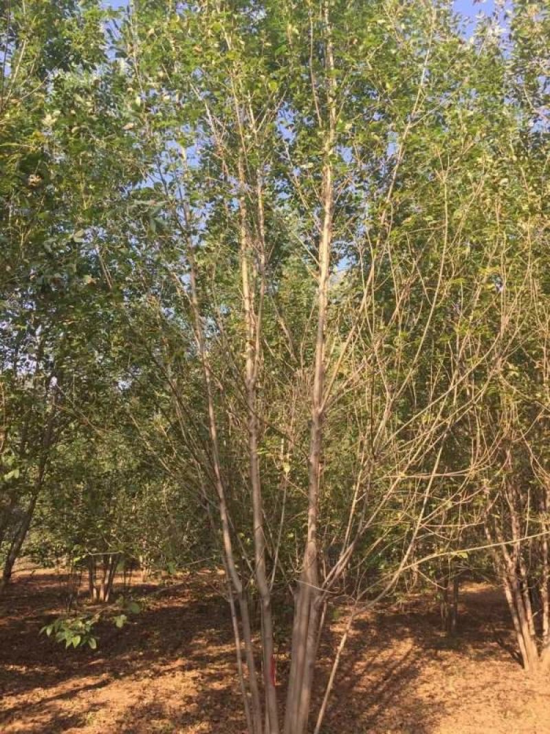 沭阳白蜡树基地大量销售中，具体价格请来电咨询