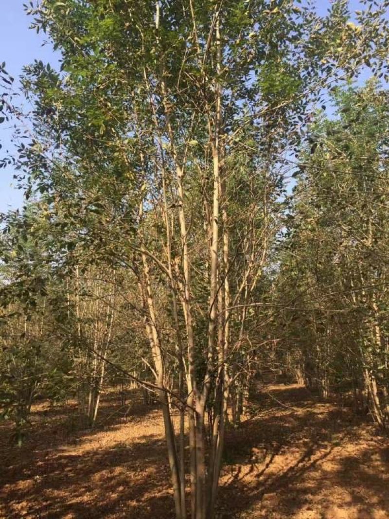 沭阳白蜡树基地大量销售中，具体价格请来电咨询