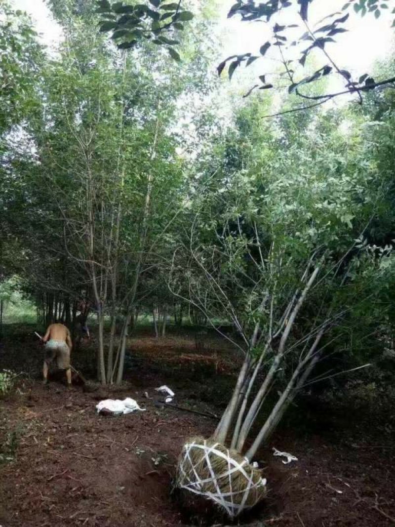 沭阳白蜡树基地大量销售中，具体价格请来电咨询