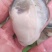 井洲生蚝