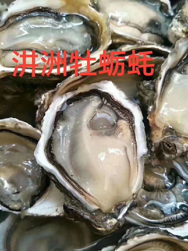 井洲生蚝
