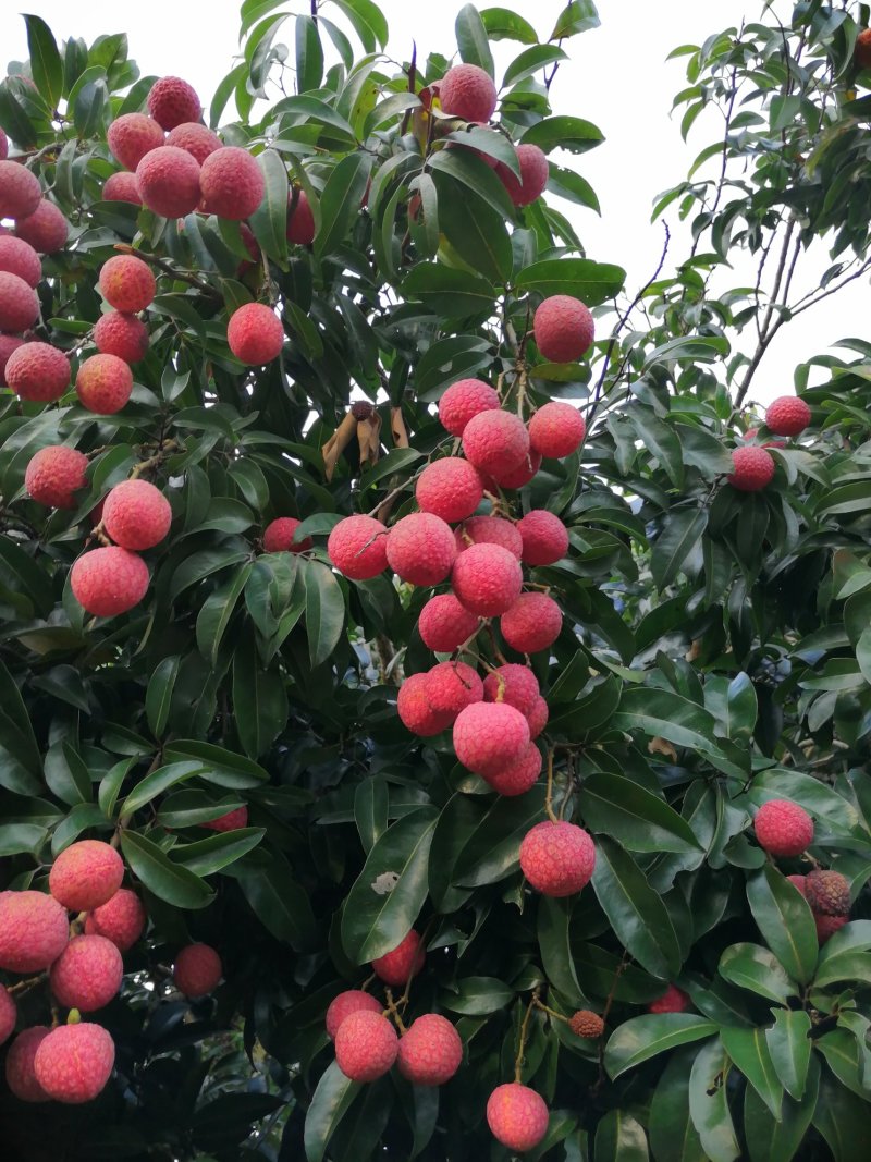 禾荔枝