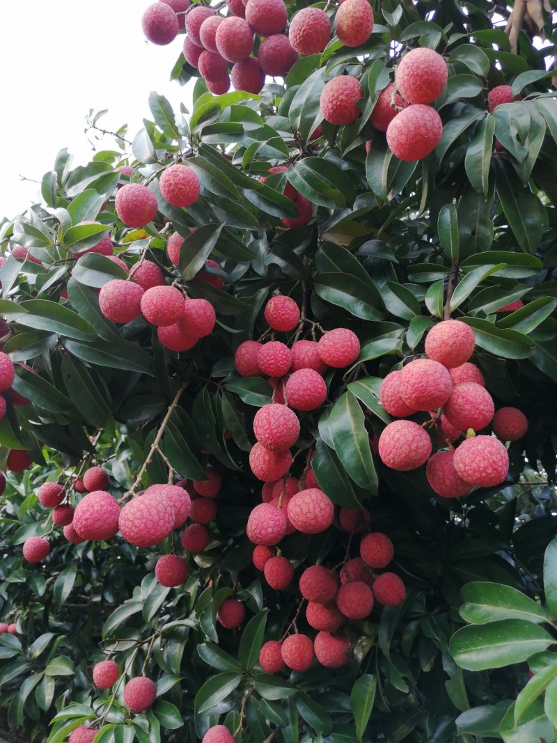 禾荔枝