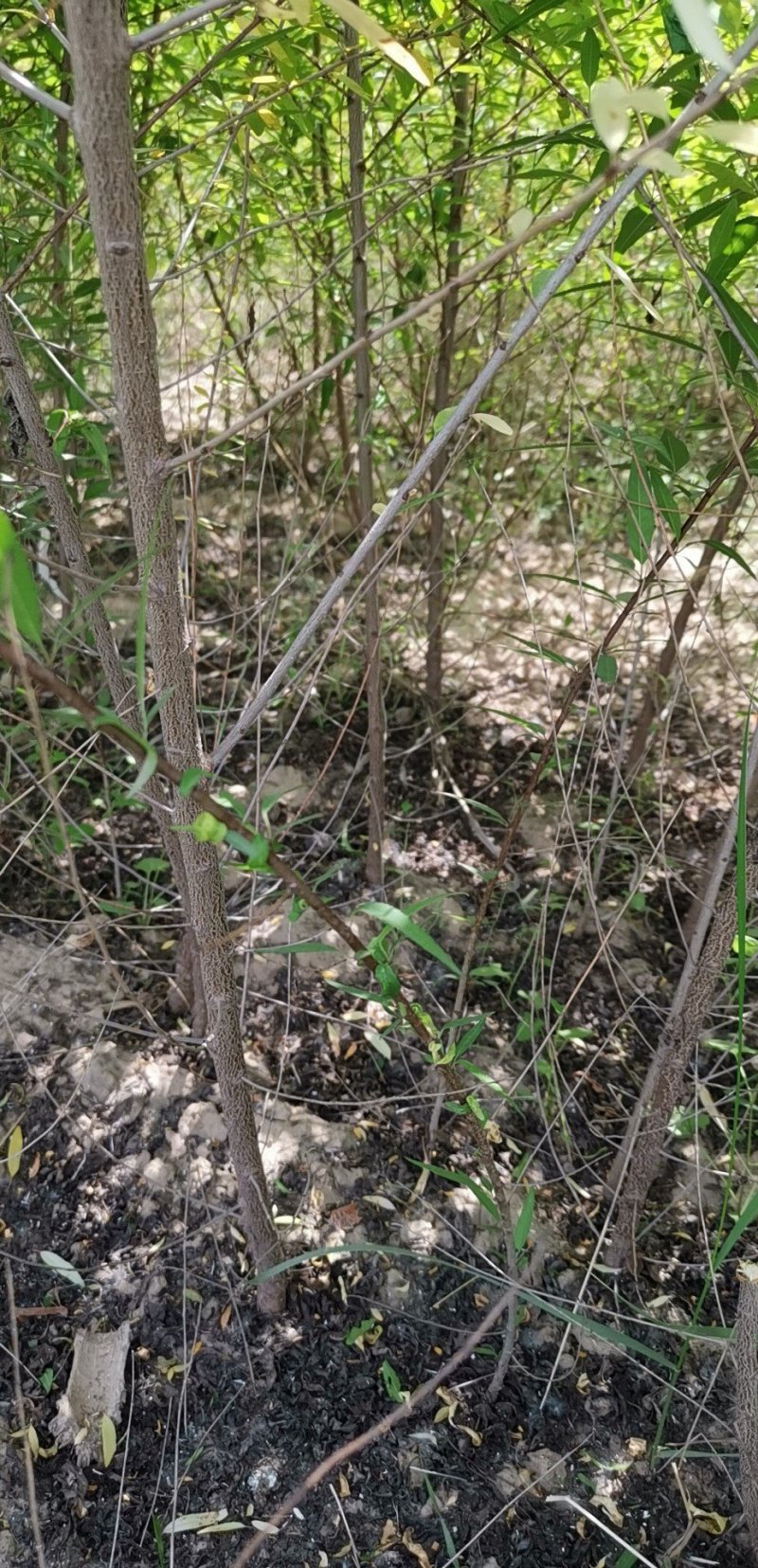 宁夏苗圃基地桃树苗，山桃苗，成活率高质量保证，量大价低