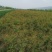 宁夏苗圃基地桃树苗，山桃苗，成活率高质量保证，量大价低