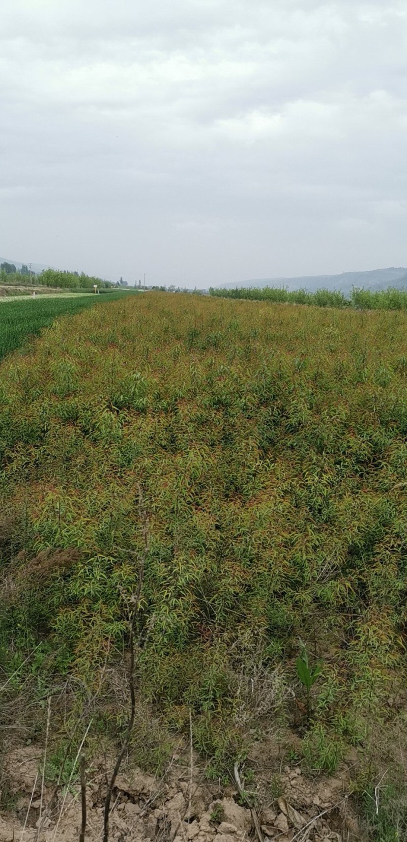 宁夏苗圃基地桃树苗，山桃苗，成活率高质量保证，量大价低