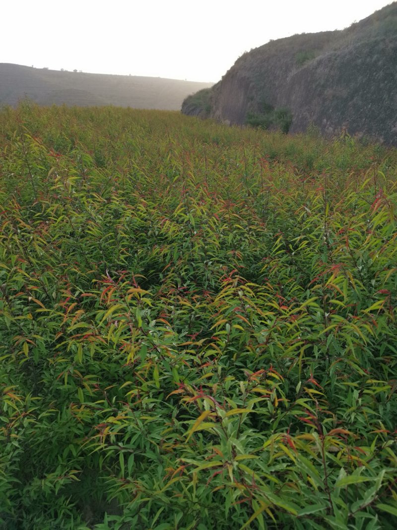 宁夏苗圃基地桃树苗，山桃苗，成活率高质量保证，量大价低