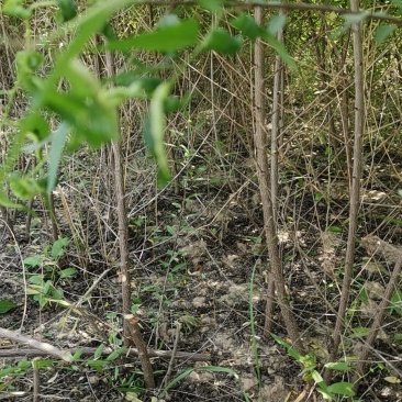 宁夏苗圃基地桃树苗，山桃苗，成活率高质量保证，量大价低