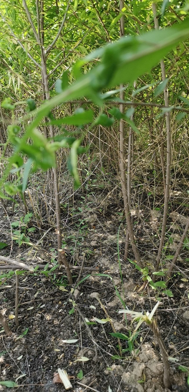 宁夏苗圃基地桃树苗，山桃苗，成活率高质量保证，量大价低
