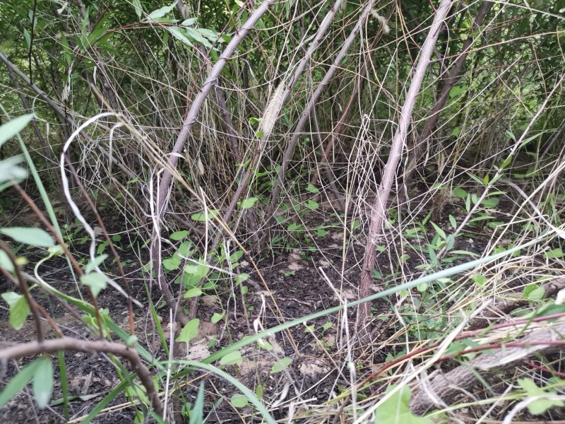 宁夏苗圃基地桃树苗，山桃苗，成活率高质量保证，量大价低