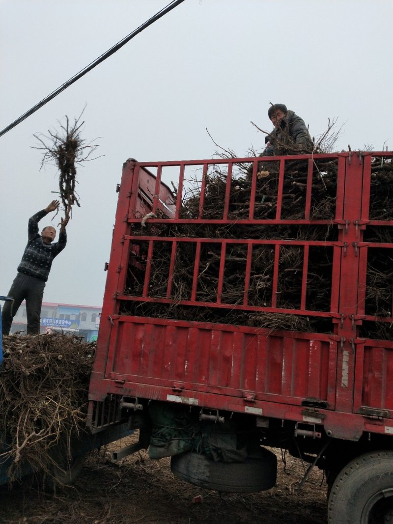 河北保定清苑大量出售葡萄树